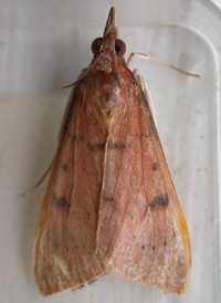 Sophora Moth